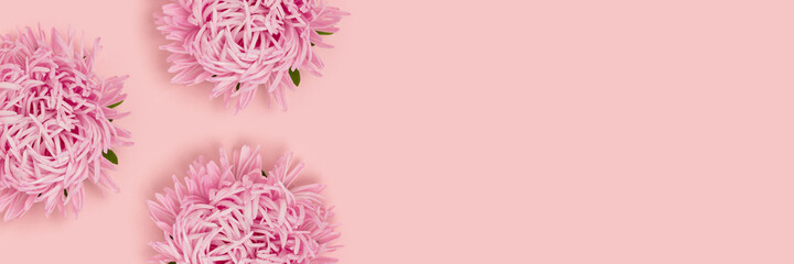 Banner with frame made of aster flowers on a pink pastel background. Tenderness concept with copyspace.