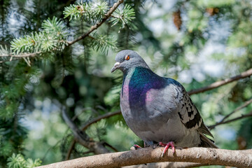 Rock Dove (Columba livia) in park, Moscow, Russia