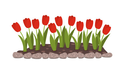 Flowerbed with red flowers. Tulip buds. Spring flowers. Isolated flat vector illustration.