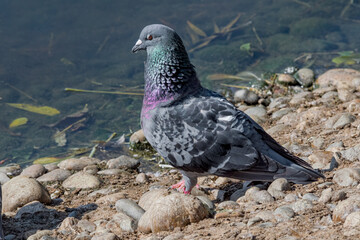 Rock Dove (Columba livia) in park, Moscow, Russia