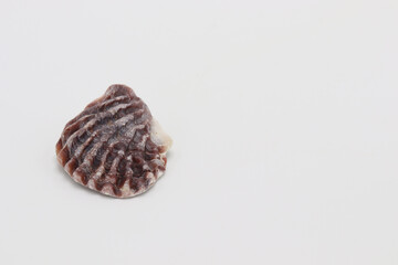 Sea shell isolated on a white background, Seashell on white background