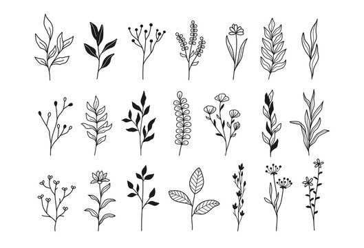 Plants and flowers, botanical illustrations