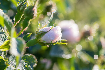 Rose Alba - white oil-bearing rose