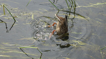 the upside down duck