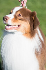 Australian Shepherd exhibiting portrait