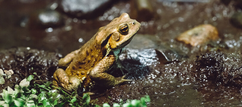 ガマガエル Images Browse 71 Stock Photos Vectors And Video Adobe Stock