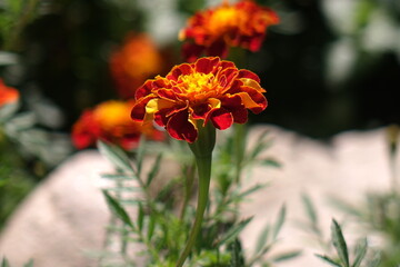 Obraz premium a red flower