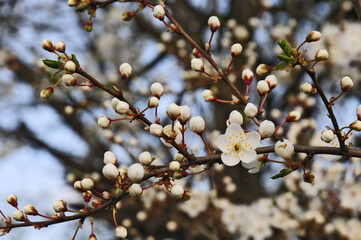 Primavera a Basiglio,  Parco agricolo Sud Milano