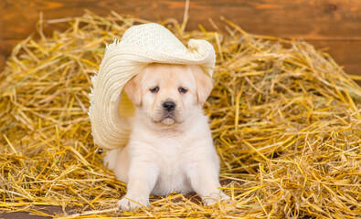 Labrador puppy lying on the hay in the barn on the farm wearing a farmer's hat