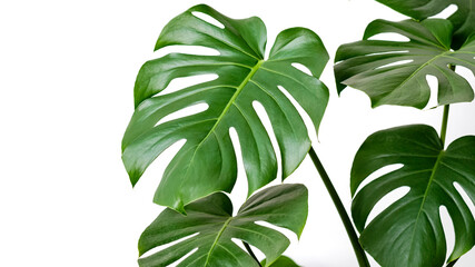 Fototapeta na wymiar Monstera deliciosa or Swiss cheese plant on a white background. Stylish and minimalistic urban jungle interior. Empty white wall and copy space.