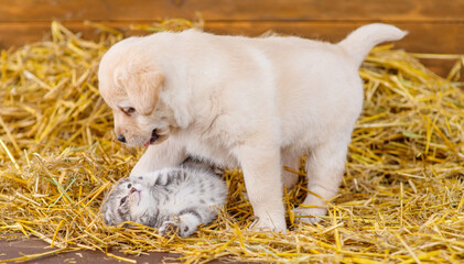Labrador puppy playing with fluffy tabby kitten lying on the floor in the hay barn on the farm