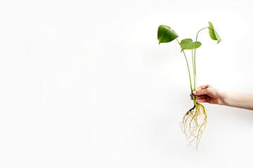 A female hand holds a Monstera deliciosa or Swiss cheese plant with long roots on white background....