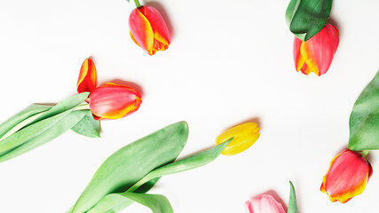 Creative composition of tulip flowers on a white background. flat lay