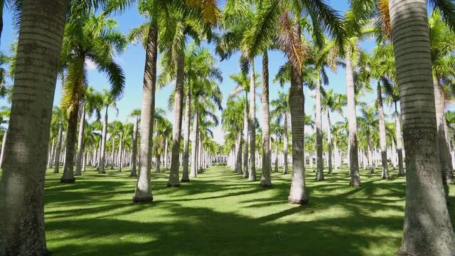 Palm alley in Higuey near the famous church of the Dominican Republic Cathedral of Our Lady of Altegracia. Tropical sunny day for a walk in a shady palm park. Bright green palm leaves on gray trunks.