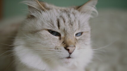 Close-up of a cat's eye, Cute domestic cat staring at camera