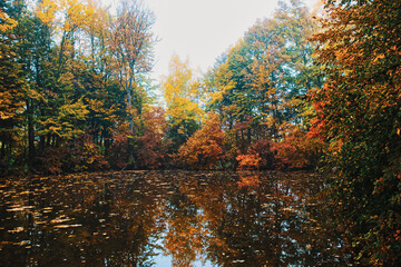 pond in autumn forest