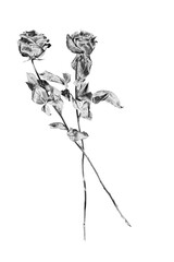 Two silver rose flowers white background isolated close up, black and white long stem roses...