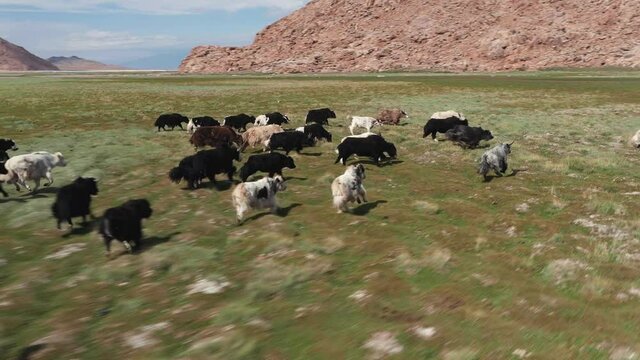 Yak sarlag - Bos mutus . A herd of yaks in a pasture in Mongolia