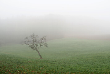 Obraz na płótnie Canvas Einsamer Baum im Nebel, bei Mainhardt