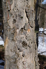 bark of a tree