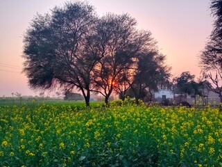 Fototapeta premium field of flowers