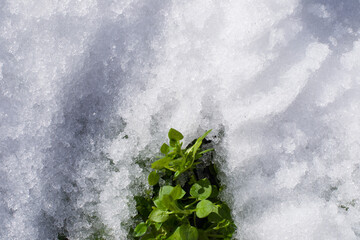 The plant grows from under the snow. The first leaves grow in spring.