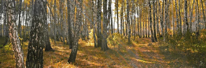 Acrylic prints Birch grove Widescreeen panoramic view on thick birch grove with yellow foliage in autumn day against rays of sun shine and glare, with path between white trunks. Beautiful fall nature forest background