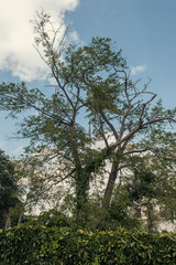 Low angle view of tree and plants with sky at background