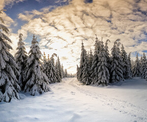 Einsame Spur im Winter  Winterlandschaft am Rennsteig in Thüringen Thüringer Wald