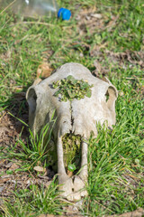 Obraz na płótnie Canvas Horse head bones on green grass in nature. Horse skull in grass.