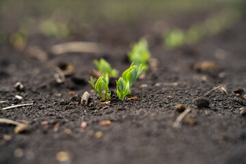 Rapeseed sprout exit from soil macro, new life
