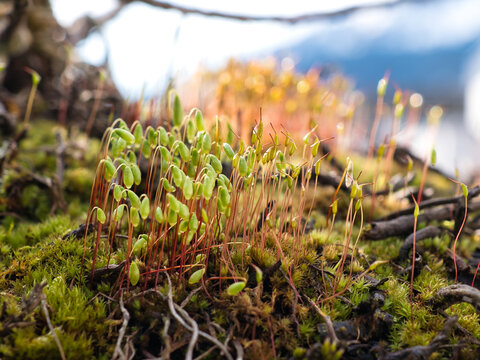 Close-up of stems of the moss Mnium hornum with its yellowish green and dark reddish brown stems. Blur effect, selective focus on the foreground