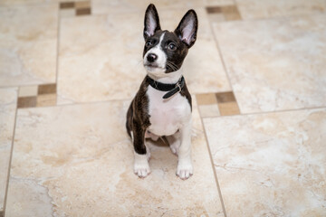 white-brown Basenji puppy sitting on the floor with ears pricked up
