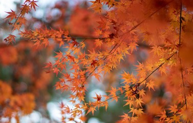fall colors
maple leaves