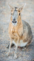 Patagonian mara (Dolichotis patagonum), large rodent in the mara.  Patagonian cavy, Patagonian hare or dillaby. These relatives of guinea pigs are common in the Patagonian steppes of Argentina