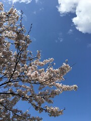 blooming tree