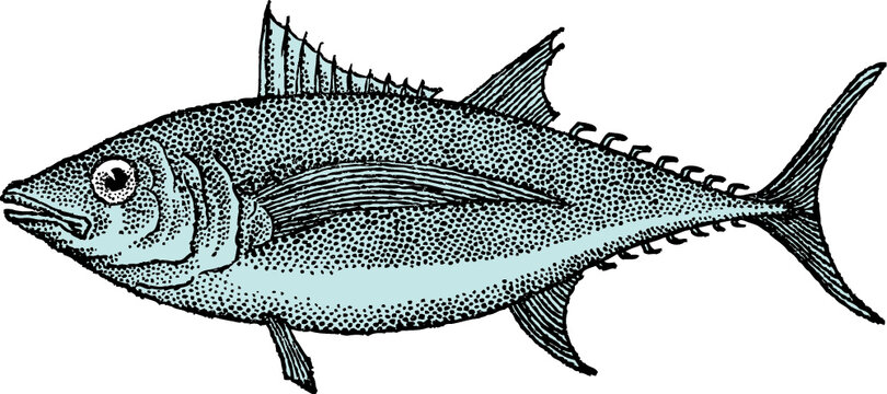 Thon, Tuna, Thunnus