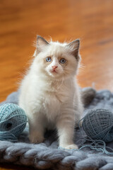 fluffy kitten on plaid. Bicolor Rag Doll Cat