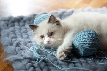 fluffy kitten on white in a plaid. Bicolor Rag Doll Cat