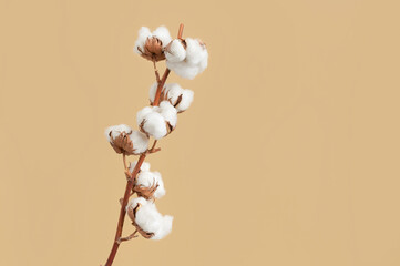 Branch with white fluffy cotton flowers on beige background flat lay. Delicate light beauty cotton background. Natural organic fiber, agriculture, cotton seeds, raw materials for making fabric - obrazy, fototapety, plakaty