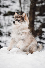 Obraz premium Portrait of a young puppy Finnish Lapphund dog