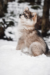 Fototapeta premium Portrait of a young puppy Finnish Lapphund dog