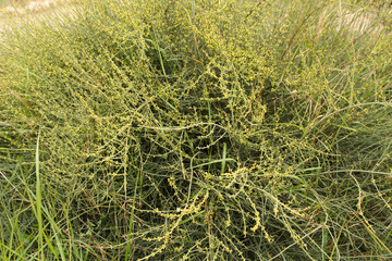 Ephedra Fragilis plant in the garden in Spring