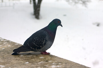 pigeon on the stone fence of the bridge