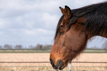 Side view of the head of a sleeping brown horse, eyes closed, head hanging down slightly. Blurred...