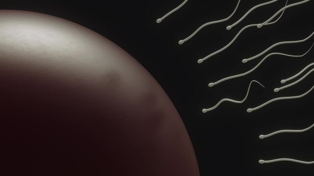 Stylized 3D  animation of Sperm reaching for the egg