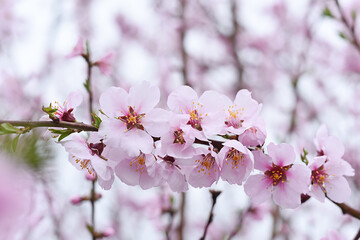 Delicate pink almond flowers in the spring garden.