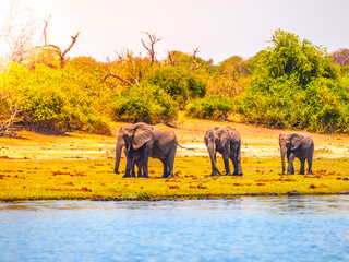 Naklejka premium Elephants at the african river