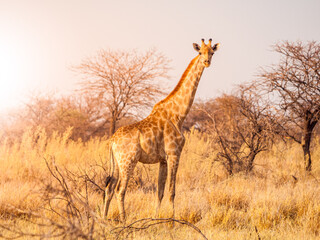 Cute giraffe in african savanna