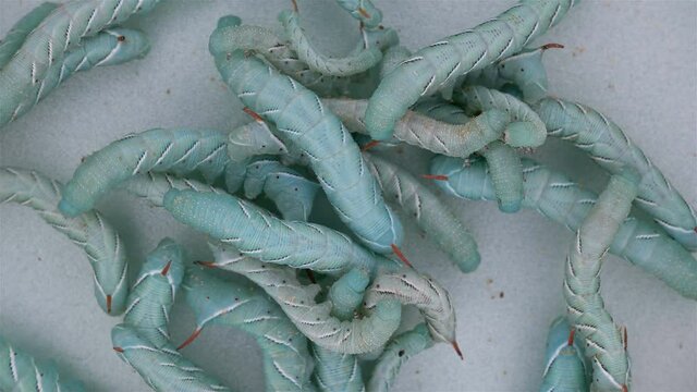 caterpillar Insecta Manduca sexta, family Sphingidae, species of butterflies, pests of tobacco plants. The video shows a colony of different sizes of caterpillars